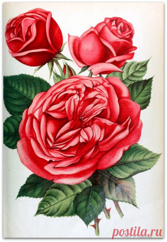 Rose Johanna Schutz