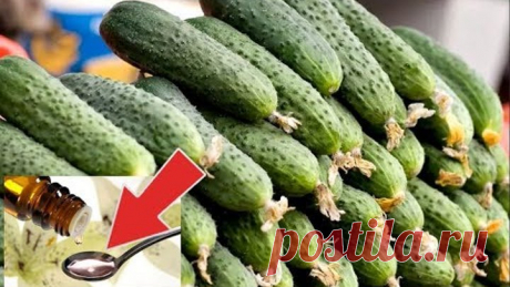 После этой аптечной подкормки огурцы растут без меры! Подкормка огурцов йодом и зеленкой!