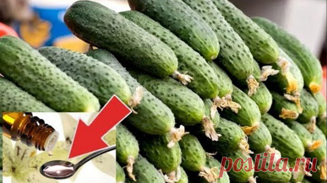 После этой аптечной подкормки огурцы растут без меры! Подкормка огурцов йодом и зеленкой!