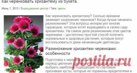 Как черенковать хризантему правильно.