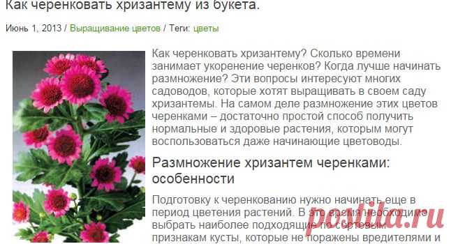 Как черенковать хризантему правильно.