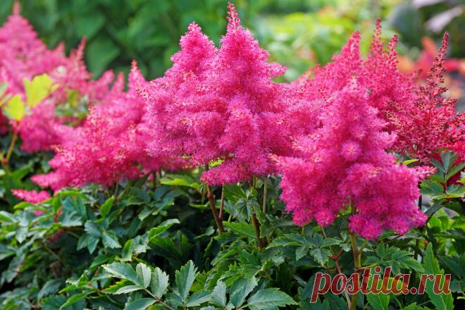 Посади и забудь. 10 неприхотливых многолетников на даче