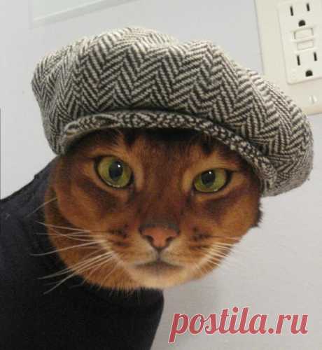 CatAtelier - Фото
