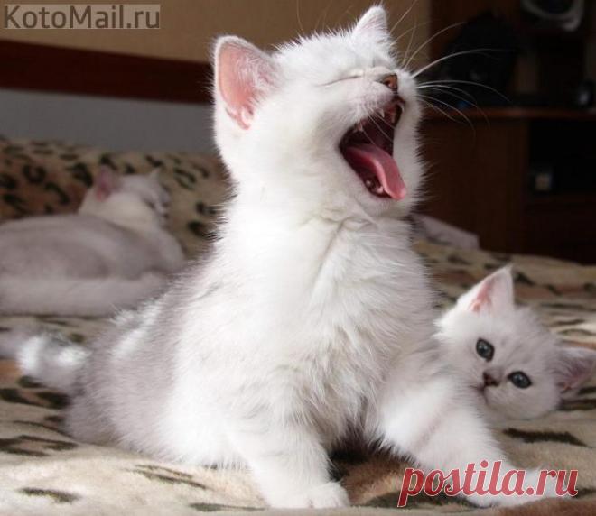 Просыпайтесь за мной!