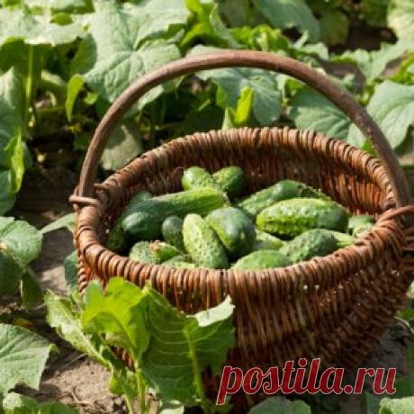Типы огурцов – какой подходит именно вам | Огородник (Усадьба)