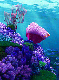 Coral Reef