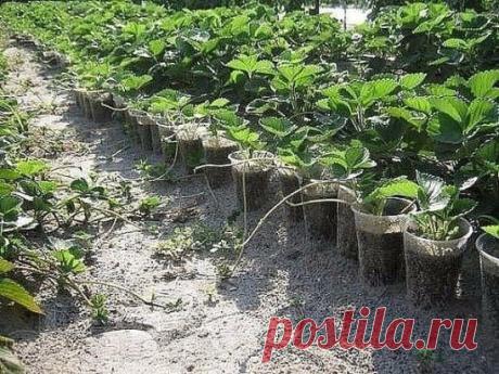 Земляника – многолетнее растение, скороплодное, хорошо размножается вегетативно. 
Если соблюсти правила посадки отбора посадочного материала, то уже в следующее лето после посадки можно будет собирать первый урожай крупных ягод.
Еще через год она даст наивысший урожай, потом он снижается, грядка зарастает трудноискоренимыми сорняками. Поэтому лучше через 4-6 лет высаживать новую грядку, а на старой выращивать другие культуры.
В конце цветения (середина июня – начало июля) ...