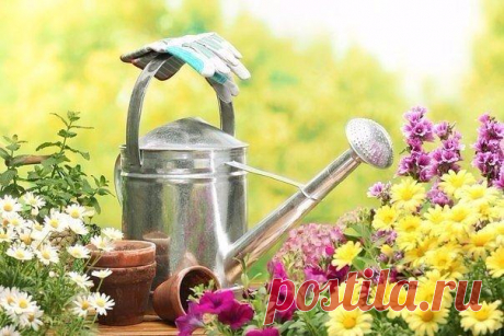 Правильный полив овощей
У правильного полива три основных условия: своевременность, регулярность, норма. Как их надо применять для разных овощей летом?
Полив огурцов сверху или в бороздку
Показать полностью…