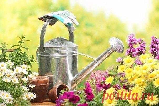 Правильный полив овощей 

У правильного полива три основных условия: своевременность, регулярность, норма. Как их надо применять для разных овощей летом? 

Полив огурцов сверху или в бороздку 
Показать полностью…