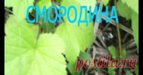 (11) Дача, сад и огород цветы-растенияводство.цветы, идеи, советы, дачники
