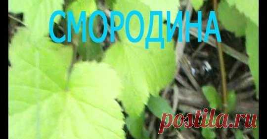 (11) Дача, сад и огород цветы-растенияводство.цветы, идеи, советы, дачники