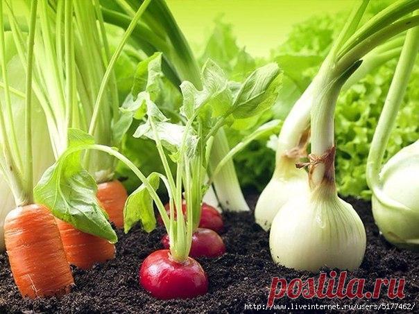 Гениальные хитрости огородников!
