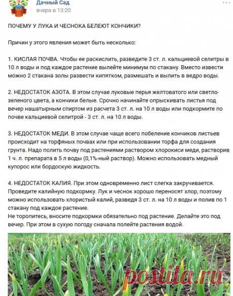 Дачный Сад | ВКонтакте