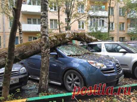 На автомобиль упало дерево: куда звонить и с кого требовать компенсацию Никто из водителей не может быть застрахован от падающего на машину дерева. Только если ставить автомобиль всегда в безопасном месте, но об этом вряд ли кто-то задумывается, пока проблема не становитс...