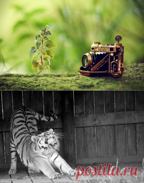 Картинки и фотографии на просторах интернета