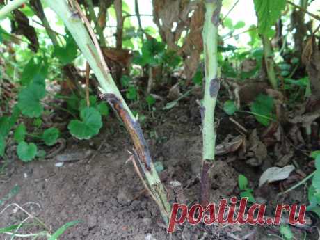 Пурпурная пятнистость малины, или дидимелла — как с этим бороться?. Фото — Ботаничка