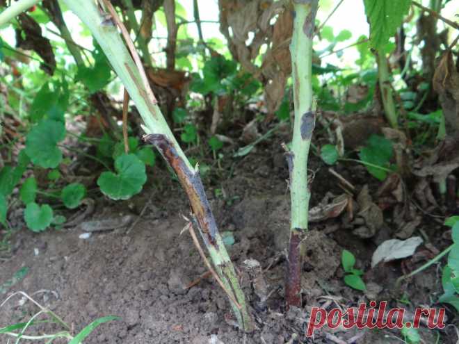 Пурпурная пятнистость малины, или дидимелла — как с этим бороться?. Фото — Ботаничка