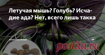 Летучая мышь? Голубь? Исчадие ада? Нет, всего лишь такка Статья автора «Книга растений» в Дзене ✍: Какой должна быть домашняя экзотика? Яркой, капризной, загадочной… и немного пугающей.
