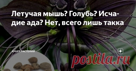 Летучая мышь? Голубь? Исчадие ада? Нет, всего лишь такка Статья автора «Книга растений» в Дзене ✍: Какой должна быть домашняя экзотика? Яркой, капризной, загадочной… и немного пугающей.