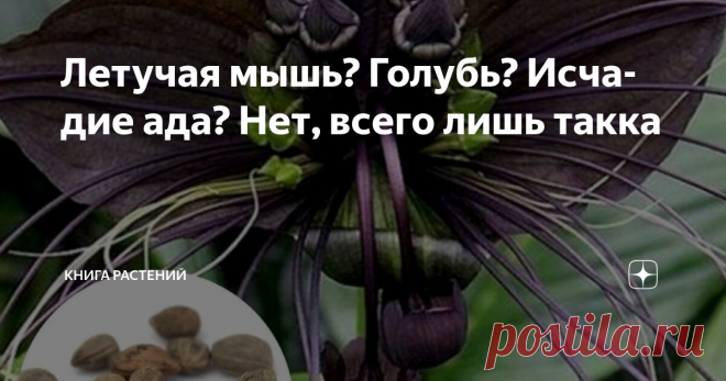 Летучая мышь? Голубь? Исчадие ада? Нет, всего лишь такка Статья автора «Книга растений» в Дзене ✍: Какой должна быть домашняя экзотика? Яркой, капризной, загадочной… и немного пугающей.