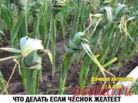 (1) Одноклассники