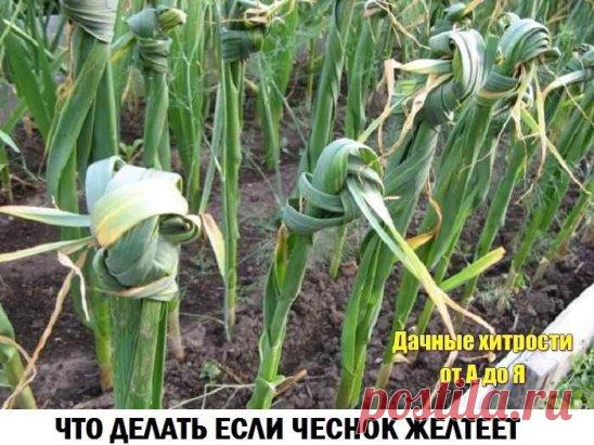 (1) Одноклассники