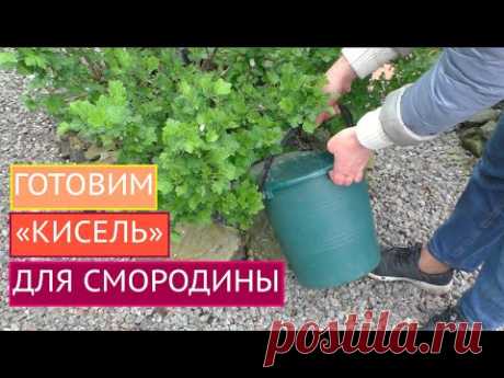 ПОДКОРМКА СМОРОДИНЫ КРАХМАЛОМ:ДА ИЛИ НЕТ?