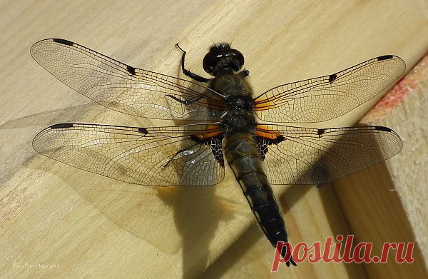 Dragonfly  Free Stock Photo HD - Public Domain Pictures