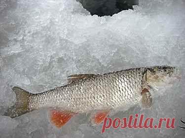 Где зимуют голавли?