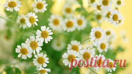 Антицеллюлитное обертывание с эфирным маслом пачули: | Женский журнал