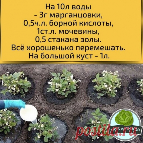 Подкормка для клубники