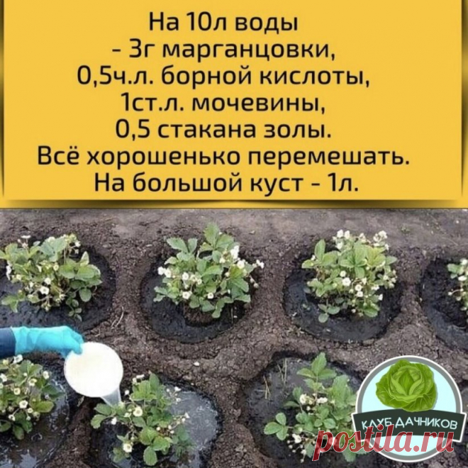 Подкормка для клубники