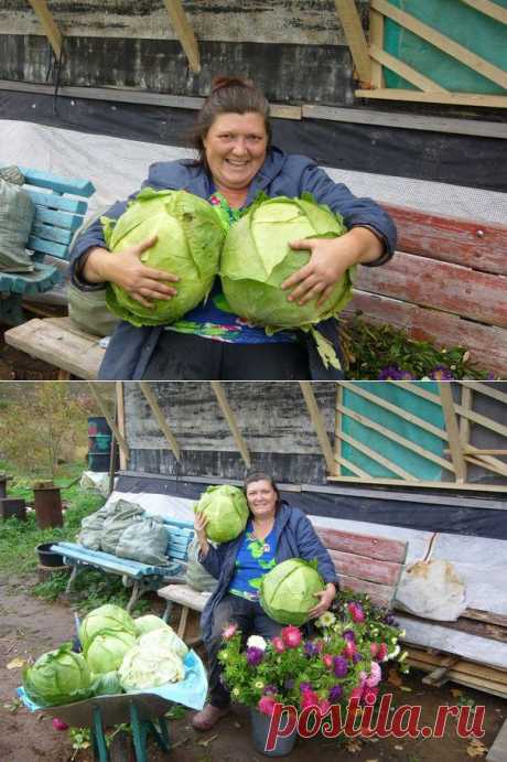 Обычный урожай капусты