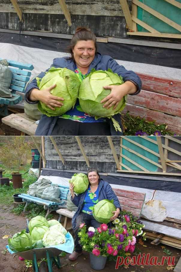 Обычный урожай капусты