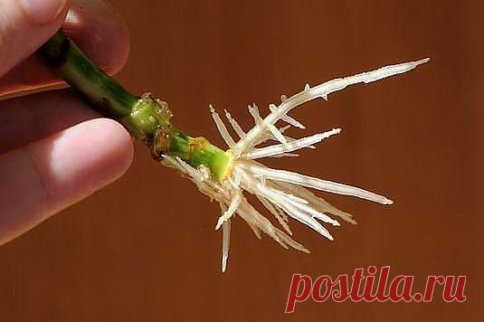 НАТУРАЛЬНЫЕ СТИМУЛЯТОРЫ ОБРАЗОВАНИЯ КОРНЕЙ

При размножении растений черенками иногда возникает проблема с корне образованием. Для ускорения процесса можно прибегнуть к стимуляторам промышленного производства, самые популярные из них – корневин и гетероауксин. Но есть и несколько проверенных временем народных способов.

1 .Мед. В 1,5 л воды растворяют чайную ложечку меда, черенок помещают в раствор на одну треть и выдерживают в нем 12 часов.

2 .Картофель. Для укоренения п...