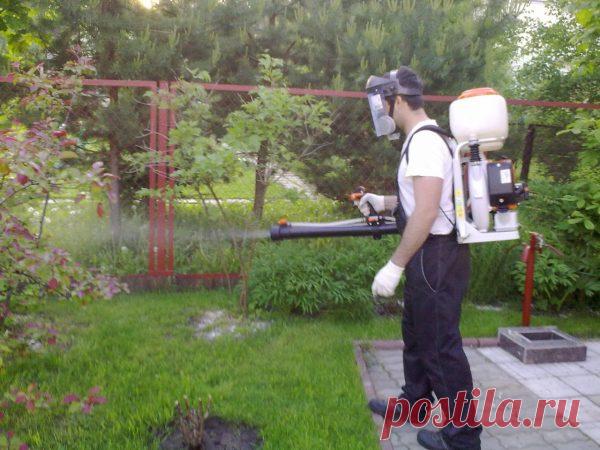 Как избавиться от травы на участке навсегда народными средствами, без химии