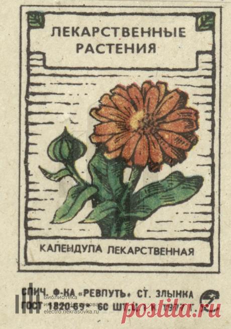 Календула лекарственная