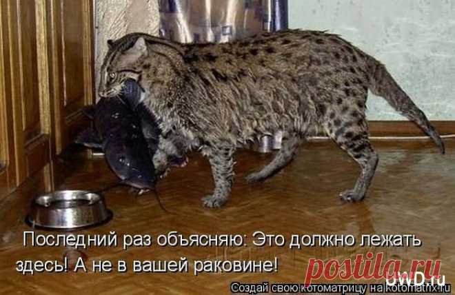 Ах эти кошки!!!!!!!!!!!!!!!!!!
Татьяна Шелепина.