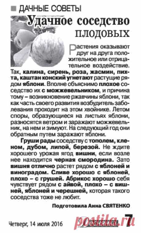 Удачное соседство плодовых