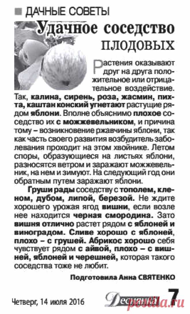 Удачное соседство плодовых