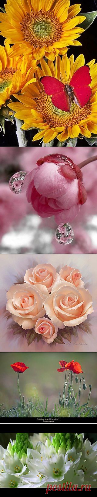 INTERWORLD | Очарование цветов