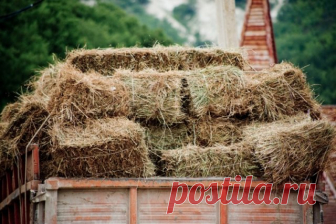 Школа Огорода: Сенная палочка – настоящая выручалочка для огородника | Болезни и вредители (Огород.ru)