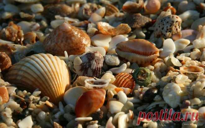 Дары моря — морские раковины