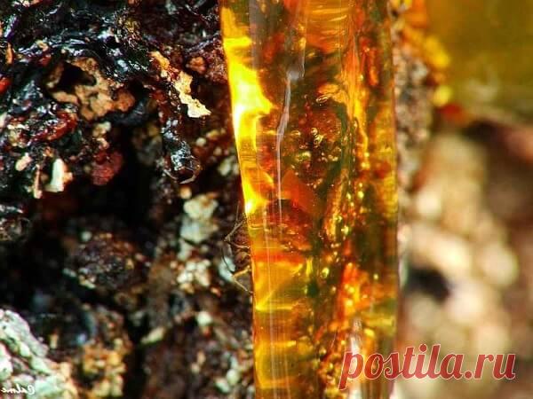 Рецепт чистки организма от старых сибиряков - Сибирская чистка.