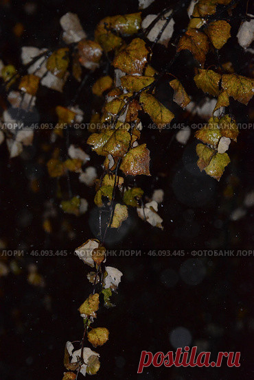 Желтые замерзшие листья березы крупным планом ночью зимой Стоковое фото, фотограф Ilaronsia / Фотобанк Лори