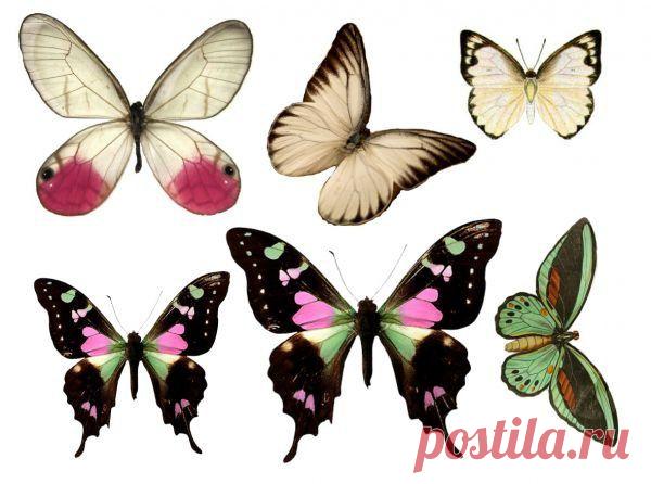 Картинки для творчества | 1 772 фотографии | ВКонтакте