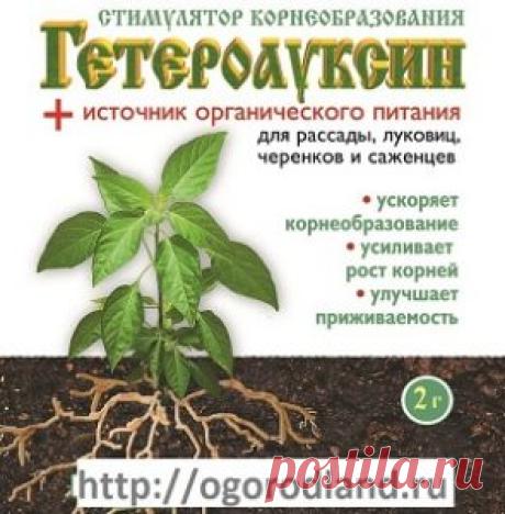 «Гетероауксин»- для роста корней. | Сад и Огород