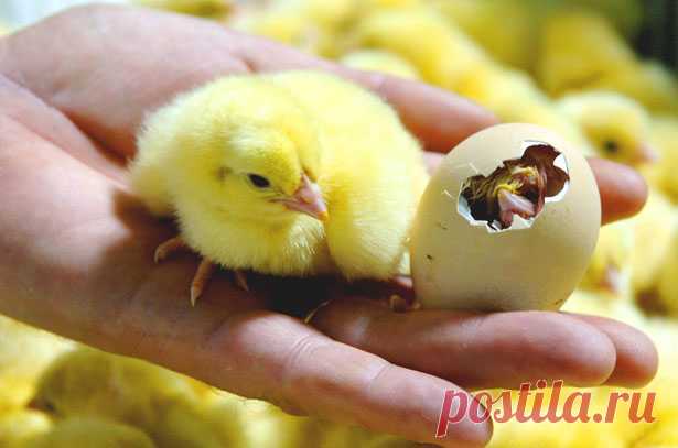 Инкубация куриных яиц: режимы и стадии инкубации, таблицы