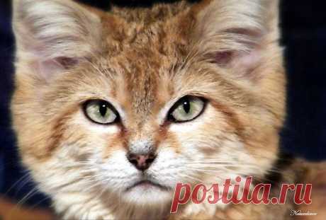 ‘Arabian Sand Cat!’ by naturelover