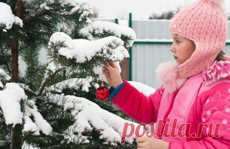 Сезонные работы в саду и огороде: третья неделя декабря / календарь садовода-огородника / 7dach.ru